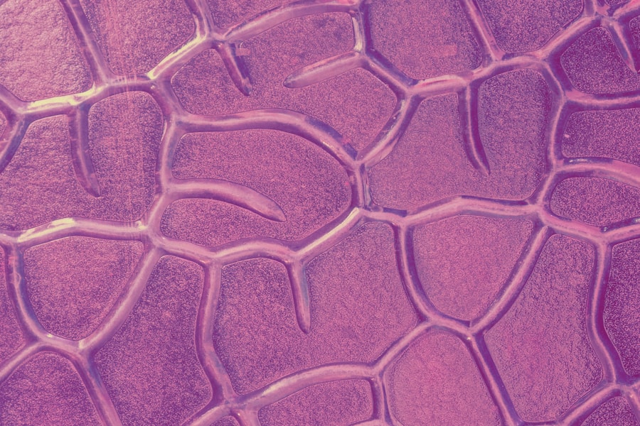 Unlocking the Gut-Skin Axis