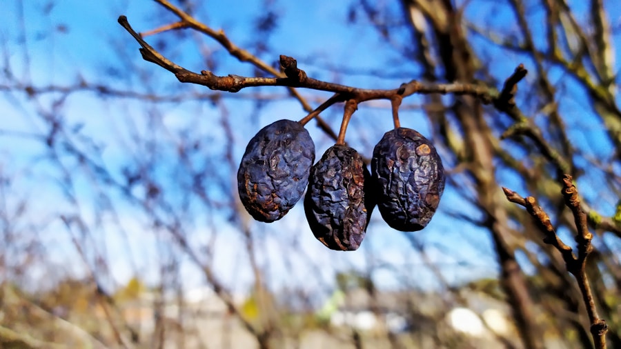 Boost Your Libido with Natural Viagra Foods